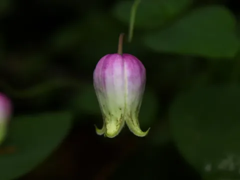 Clematis versicolor