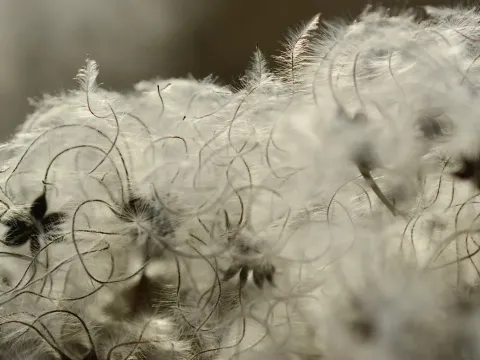 Old man's beard