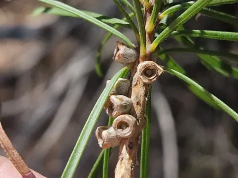 Melaleuca linearis