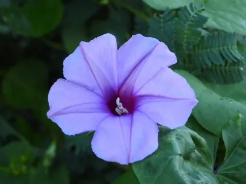 Ipomoea muricata