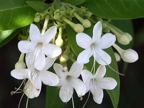Clerodendrum aculeatum