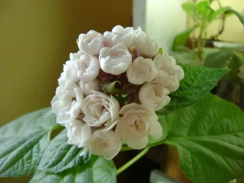 Клеродендрум китайський