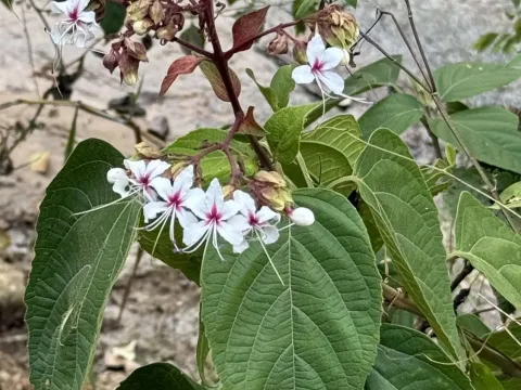 Clerodendrum infortunatum