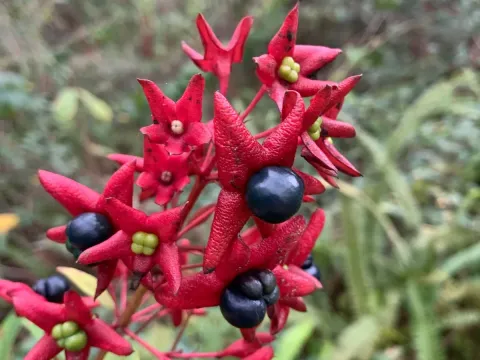 Clerodendrum indicum