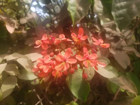 Bleeding-heart vine