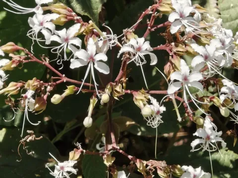Clerodendrum viscosum