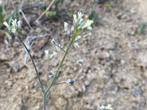 Camelina rumelica
