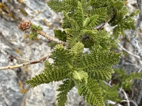 Chamaebatiaria