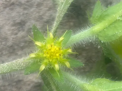 Acanthospermum