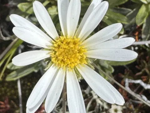 Цельмізія