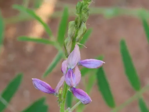 Cyamopsis senegalensis