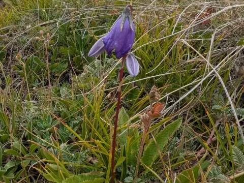 Hill bellflower