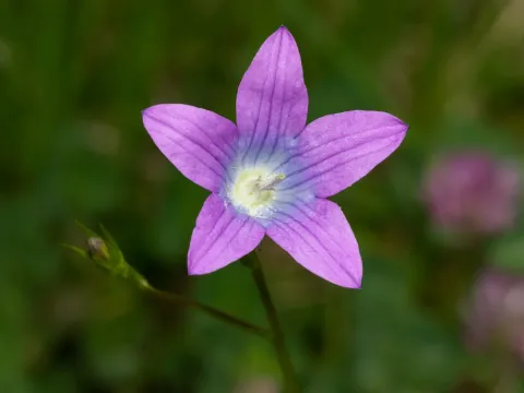 Spreading bellflower
