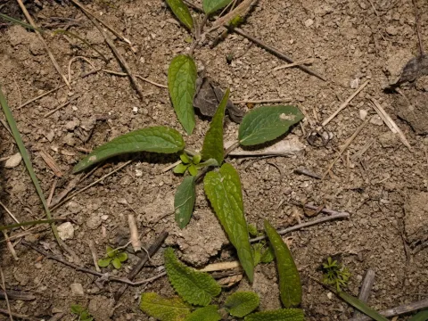 Creeping bellflower