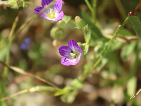 Bristly bellflower