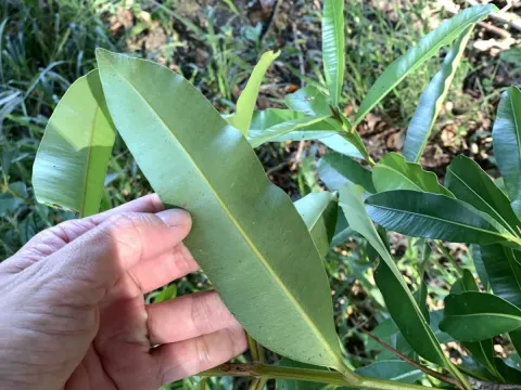 Calophyllum calaba