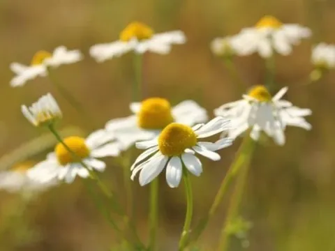Chamomile