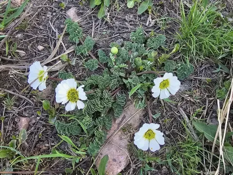 Callianthemum