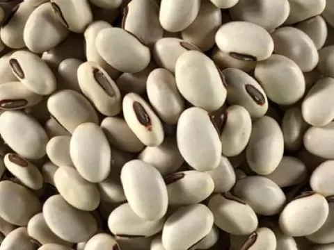 Canavalia plagiosperma