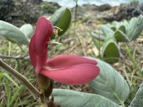 Canavalia sericea