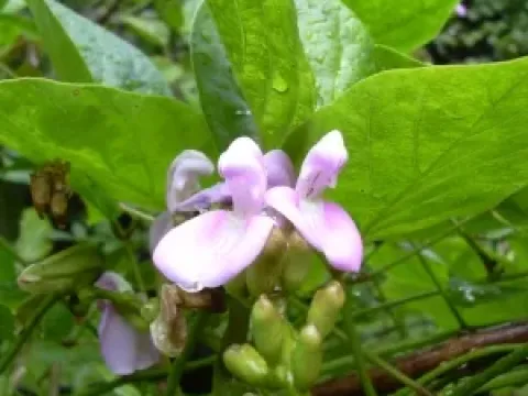 Canavalia virosa