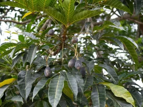 Canarium pimela