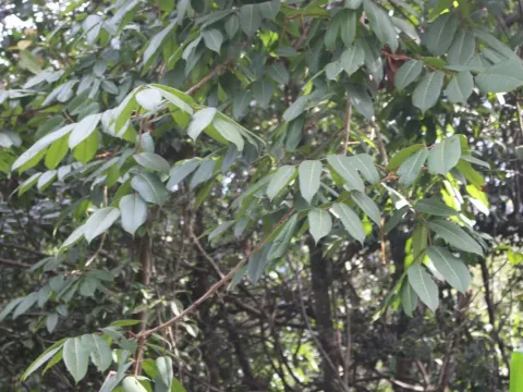 Ceylon Canarium