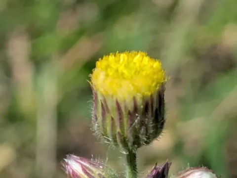Egyptian fleabane
