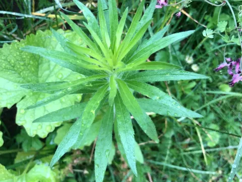 Horseweed