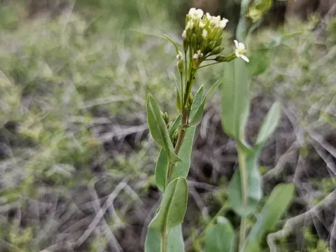Conringia