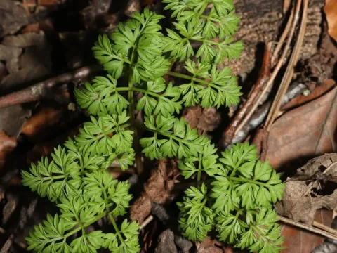 Conopodium