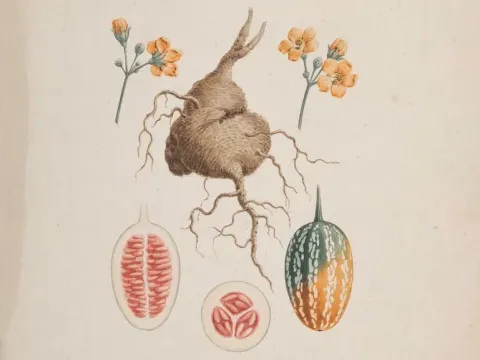 Coccinia abyssinica