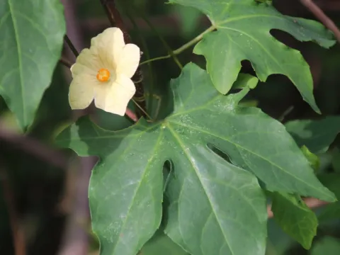 Coccinia palmata