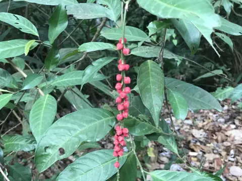 Coccoloba acuminata