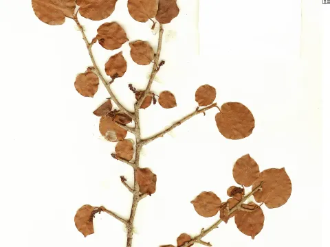 Coccoloba acupulcensis