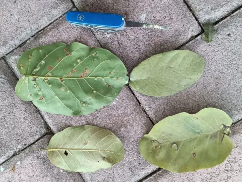 Coccoloba schiedeana