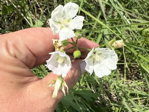 Poppy mallow