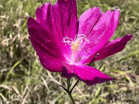 Finger poppy mallow