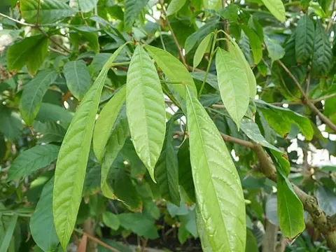 Cola attiensis