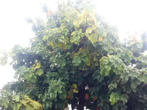 Кола гигантская