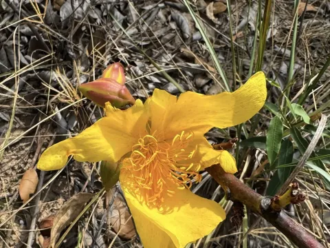 Cochlospermum regium