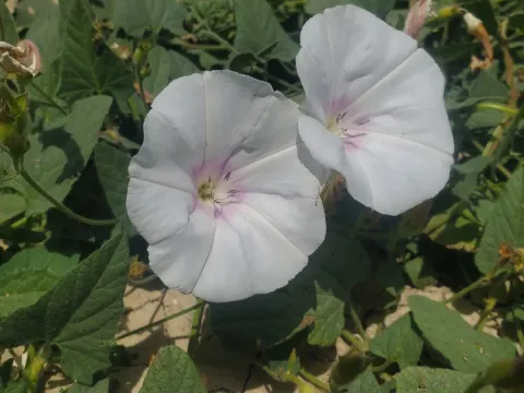 Convolvulus betonicifolius