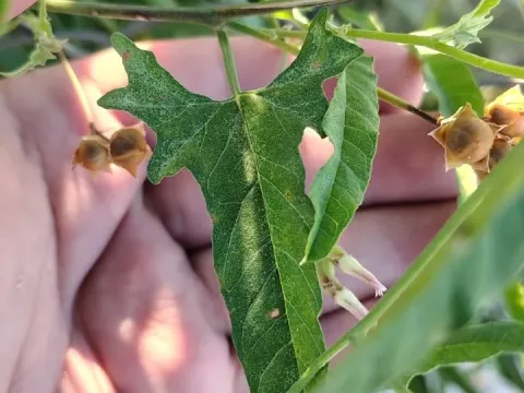 Convolvulus crenatifolius