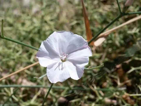 Convolvulus dorycnium