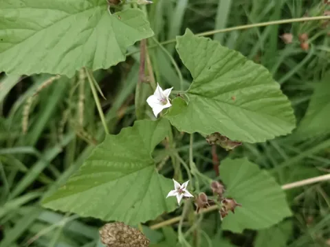 Mealy bindweed
