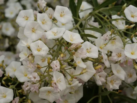 Shrubby Bindweed