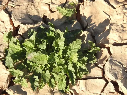 Convolvulus fatmensis