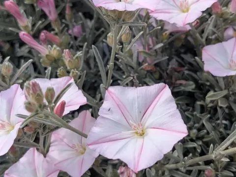 Olive-leaved bindweed
