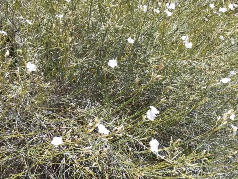 Broom bindweed