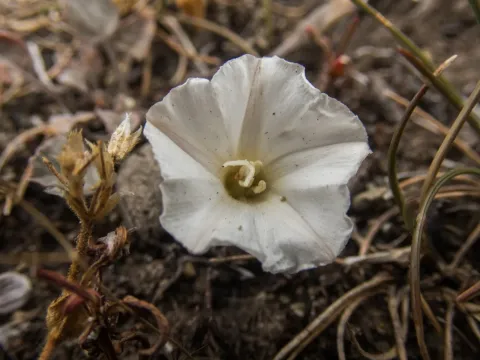 Convolvulus verecundus